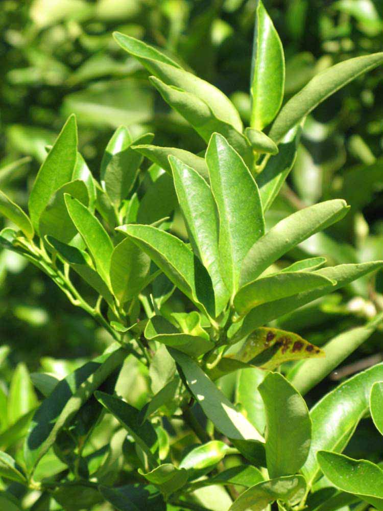              Sun leaves (Winter Haven, FL)       